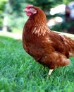 Une belle poule pondeuse rousse Royalty Free Stock Photo