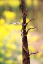 Unearthed bamboo shoots in spring