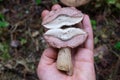 The uneatable bitter bolete mushroom Tylopilus felleus Royalty Free Stock Photo