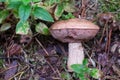 The uneatable bitter bolete mushroom Tylopilus felleus