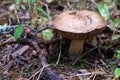 The uneatable bitter bolete mushroom Tylopilus felleus