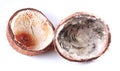 Uneatable decomposed broken coconut fruit Royalty Free Stock Photo