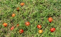 Uneatable tomatoes in the grass field.