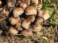 Uneatable toxic mushrooms