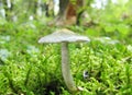 Unedible mushroom Royalty Free Stock Photo