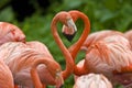 Two flamingoes form a heart shape with their necks Royalty Free Stock Photo