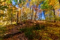 The unending forest floor of gold - Fall in Central Ontario, Canada