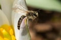 Unequal Cellophane Bee - Colletes inaequalis