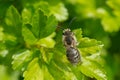 Unequal Cellophane Bee - Colletes inaequalis