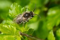 Unequal Cellophane Bee - Colletes inaequalis