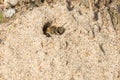 Unequal Cellophane Bee - Colletes inaequalis