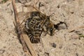 Unequal Cellophane Bee - Colletes inaequalis