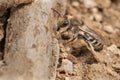 Unequal Cellophane Bee - Colletes inaequalis