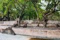 UNESCO Fasilides Bath, Gondar Ethiopia, Africa culture architecture Royalty Free Stock Photo