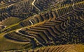 UNESCO World Heritage, the beautiful endless lines of Douro Valley Vineyards.