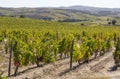 UNESCO World Heritage, the beautiful endless lines of Douro Valley Vineyards, in Vila Nova de Foz Coa.