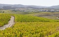 UNESCO World Heritage, the beautiful endless lines of Douro Valley Vineyards, in Vila Nova de Foz Coa.