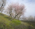 UNESCO World Heritage, a foggy sunrise in a Douro valley almond trees field, Sao Joao da Pesqueira. Royalty Free Stock Photo