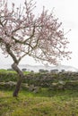 UNESCO World Heritage, a foggy sunrise in a Douro valley almond trees field, Sao Joao da Pesqueira. Royalty Free Stock Photo