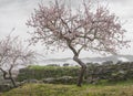 UNESCO World Heritage, a foggy sunrise in a Douro valley almond trees field, Sao Joao da Pesqueira. Royalty Free Stock Photo