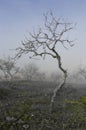 UNESCO World Heritage, a foggy sunrise in a Douro valley almond trees field, Sao Joao da Pesqueira. Royalty Free Stock Photo