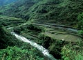 Unesco World Heritage: The Rice-terraces of Banaue on the tropic