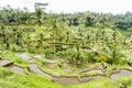 Tegalalang rice terraces near Ubud, Bali