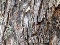 Uneven bark on old trunk of apple tree close up Royalty Free Stock Photo