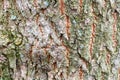 Uneven bark on old trunk of ash tree close up Royalty Free Stock Photo