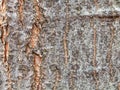 Uneven bark on old trunk of red oak tree close up Royalty Free Stock Photo