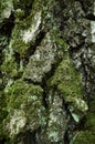 Silver, green-gray textured bark of ageing birch. Moss-covered trunk of old birch tree. Closeup vertical image