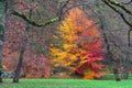 Uneven double color tree in the autumn park