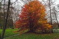 Uneven double color tree in the autumn park