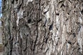 Uneven gray bark of sycamore maple