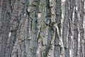 Uneven grey bark of black poplar tree Royalty Free Stock Photo