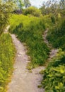 An uneven footpath among the grass divides into two narrow paths that lead in different directions