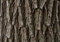 Uneven, illustrating the protective outer layer of the tree, Royalty Free Stock Photo