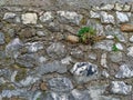 Uneven and old style traditional wall made of natural materials, like stones, rock and cement with grass growing inside Royalty Free Stock Photo