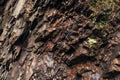 Uneven stone texture, retractable rock close-up. Natural background for design Royalty Free Stock Photo