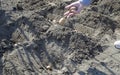 uneven rows with holes in the ground in which potato seeds are planted Royalty Free Stock Photo