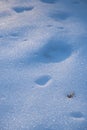 Uneven snow surface on sun dawn, fallen seed and animal trace, winter forest, perspective and deep shadows, outdoor active hobby