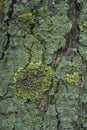 Uneven surface of bark of horse chestnut with multicolored lichen