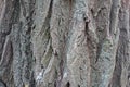 Uneven surface of gray bark of Robinia pseudoacacia