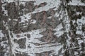 Uneven surface of gray bark of populus alba