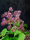An unexpanded branch of lilac Royalty Free Stock Photo