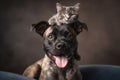 Unexpected companions a cat and dog prove that love knows no boundaries