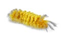 unexpected cycnia tiger Moth caterpillar - Cycnia inopinatus - United States. Orange yellow color hair tufts with long dark black Royalty Free Stock Photo