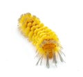 unexpected cycnia tiger Moth caterpillar - Cycnia inopinatus - United States. Orange yellow color hair tufts with long dark black Royalty Free Stock Photo