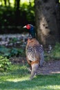 An unexpected guest in the garden