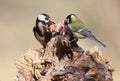 Unexpected meeting of great spotted woodpecker and freat tit on forest feeder.